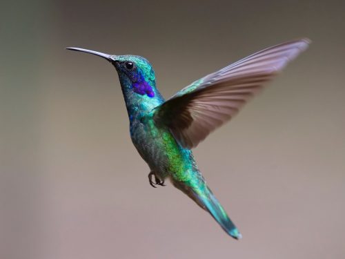 hummingbird-2139279_1920
